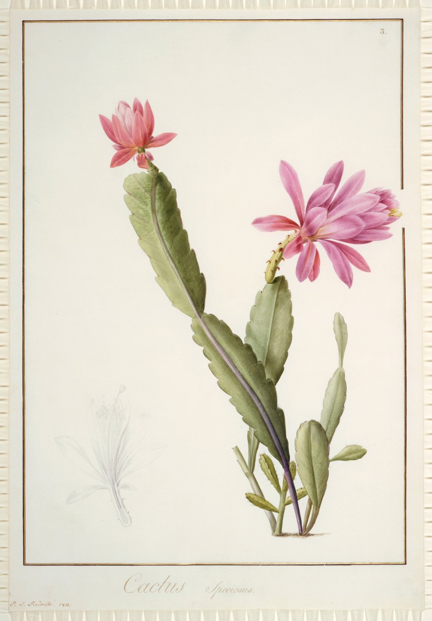 Cactus Speciosus, 1811 (wc og kropsfarve over spor af grafit på vellum) af Pierre Joseph Redouté