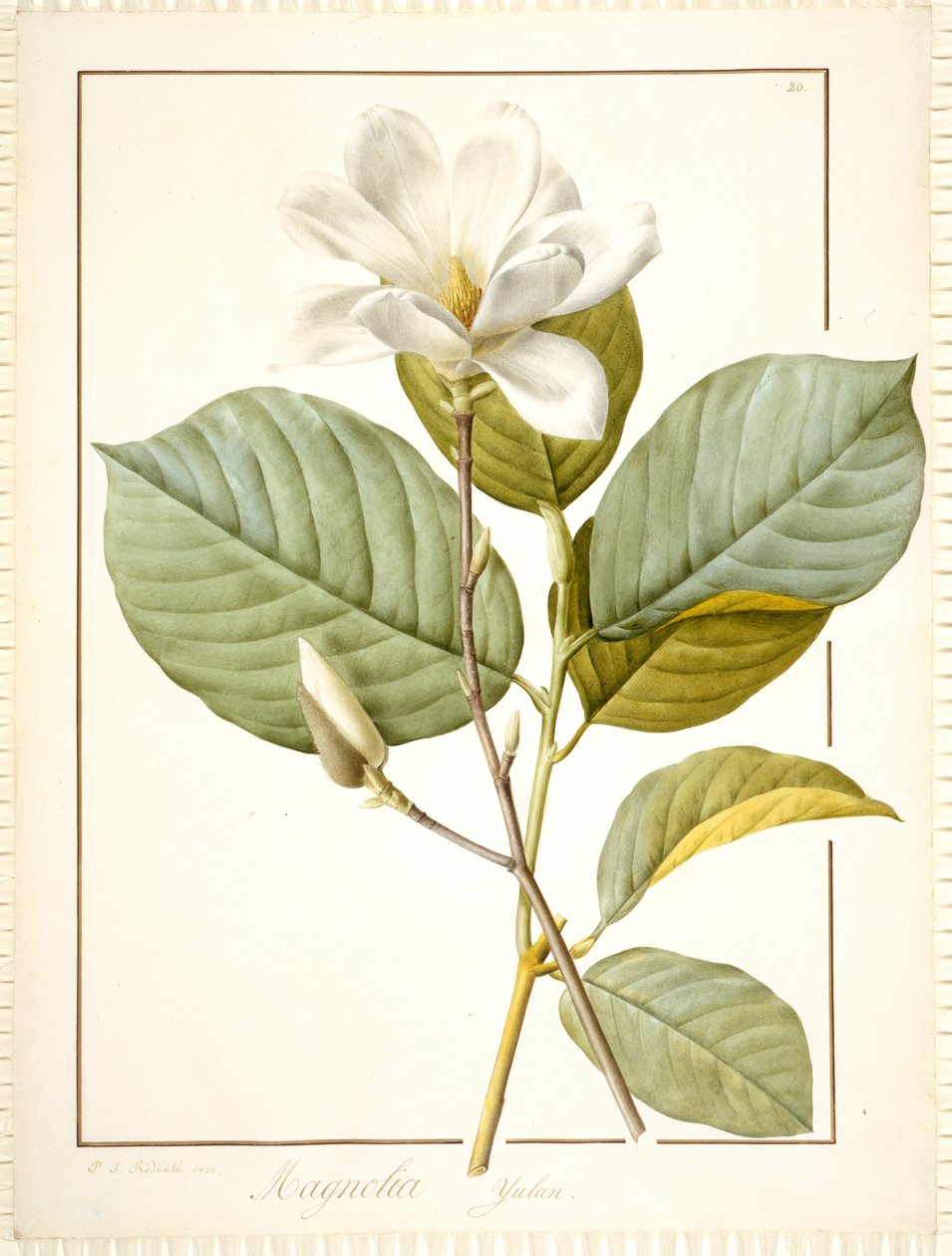 Magnolia Yulan, Magnolia Denudata, 1812 (wc og kropsfarve over spor af grafit på vellum) af Pierre Joseph Redouté