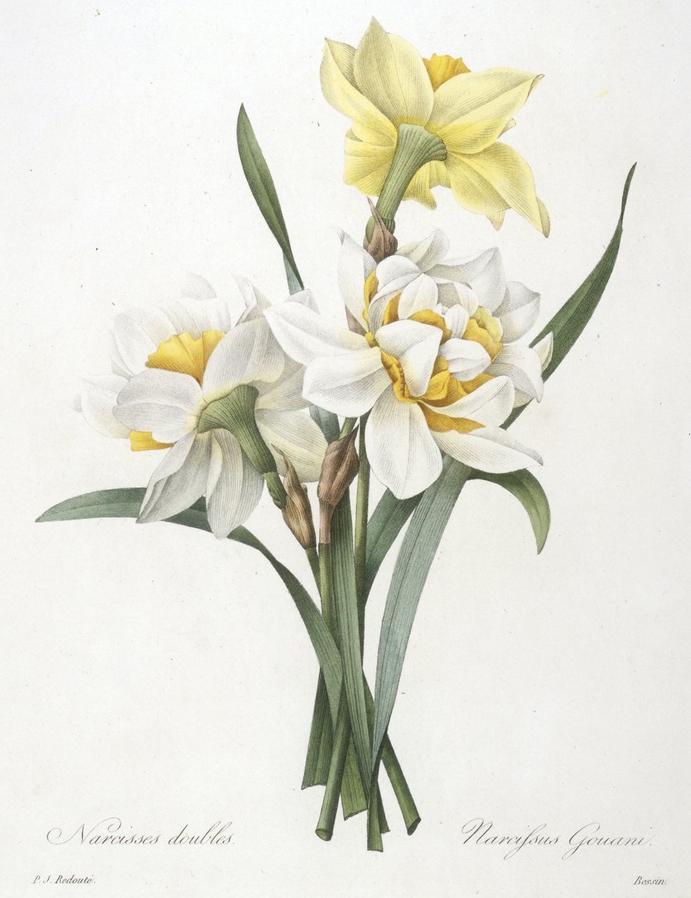 Narcissus gouani (dobbelt påskelilje), 1827 af Pierre Joseph Redouté