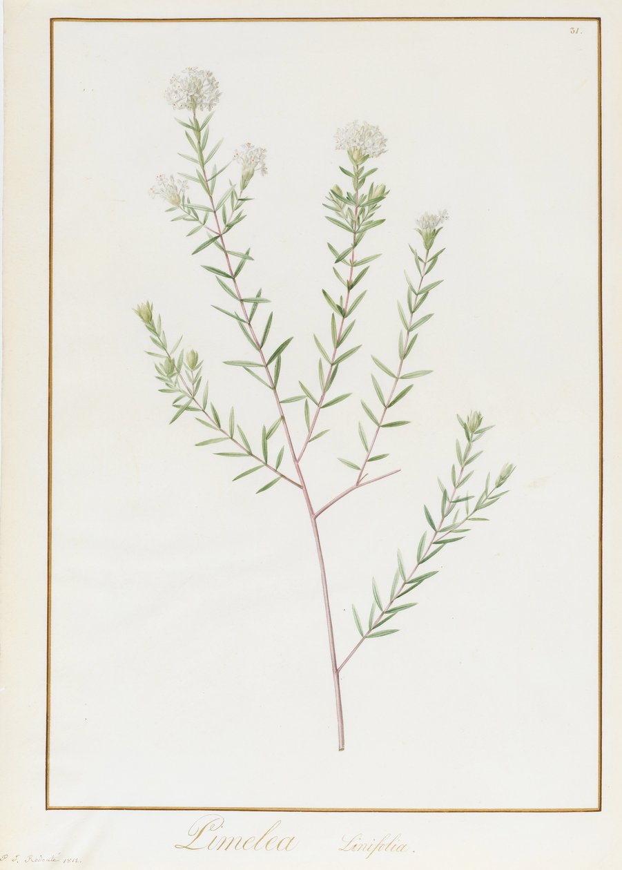 Pimelea Linifolia, 1812 (wc og kropsfarve over grafit på vellum) af Pierre Joseph Redouté