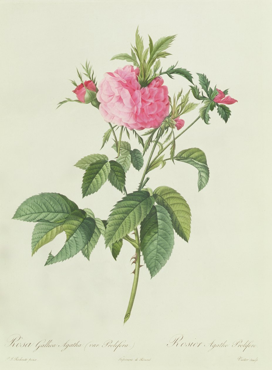 Rosa Gallica Agatha Prolifera af Pierre Joseph Redouté
