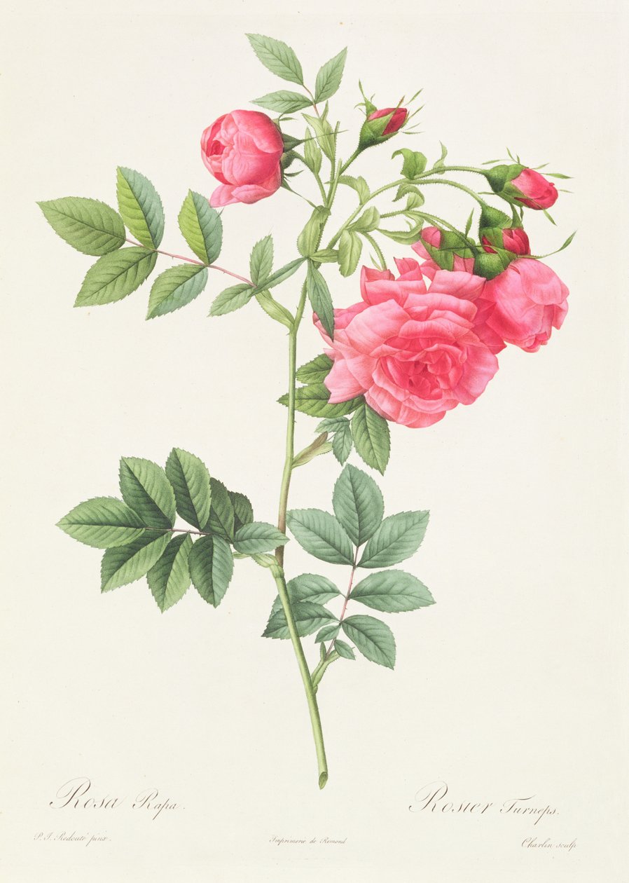 Rosa Pimpinellifolia Flore Variegato af Pierre Joseph Redouté