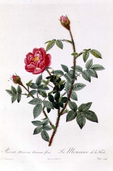 Rosa Muscosa Anemone-Flora af Pierre Joseph Redouté