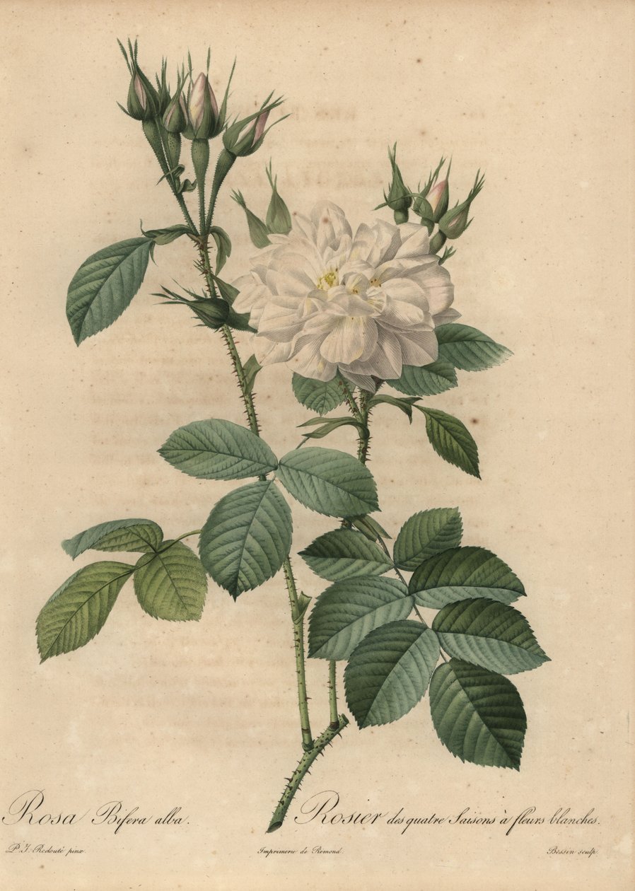 Hvid rose, Rosa bifera alba. af Pierre Joseph Redouté