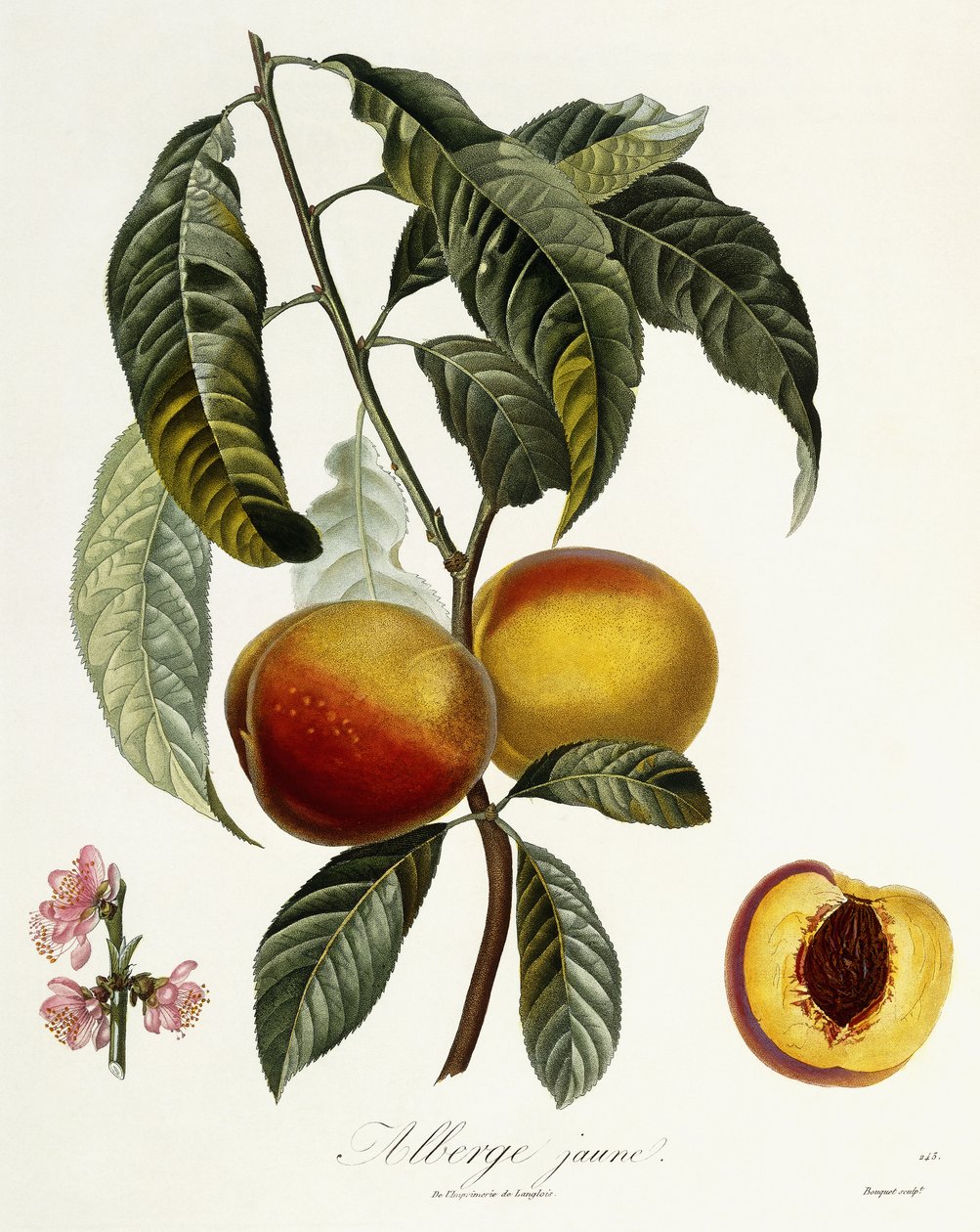 gul kro af Pierre Antoine Poiteau