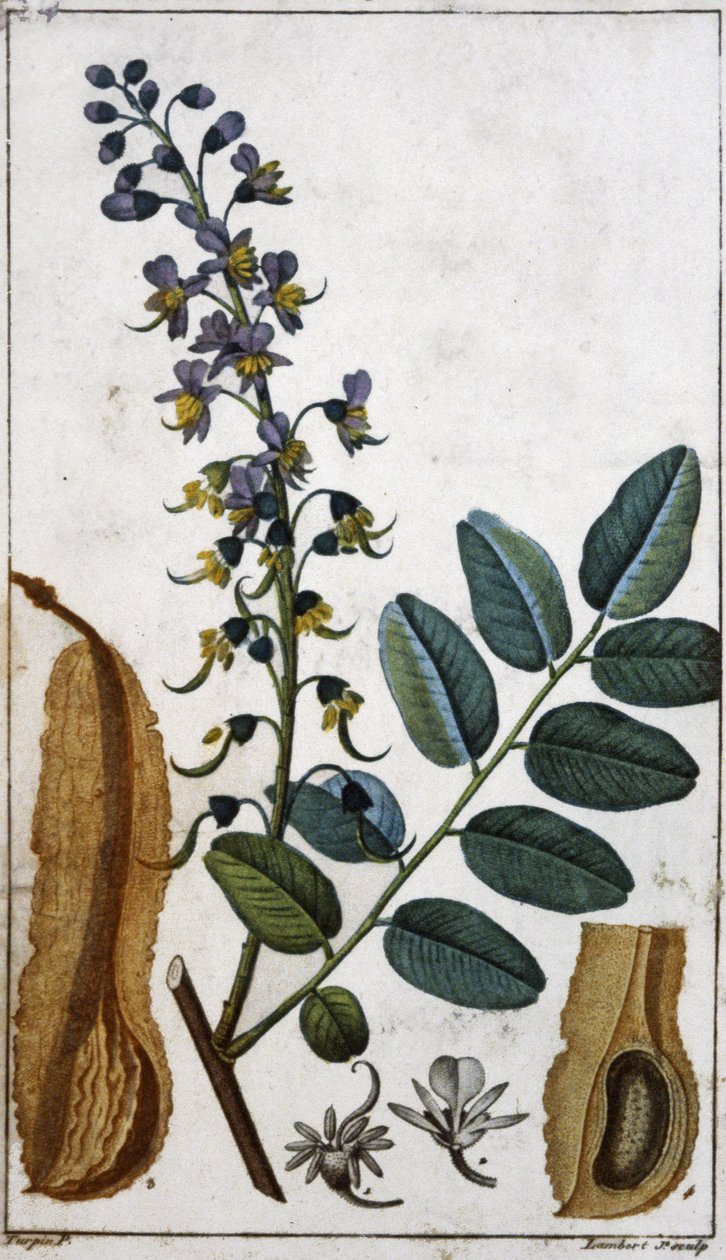 Peruansk balsam af Pierre Jean Francois (after) Turpin
