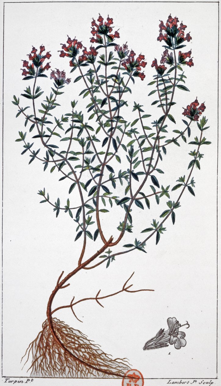 Timian, ca. 1850 (gravering) af Pierre Jean Francois (after) Turpin