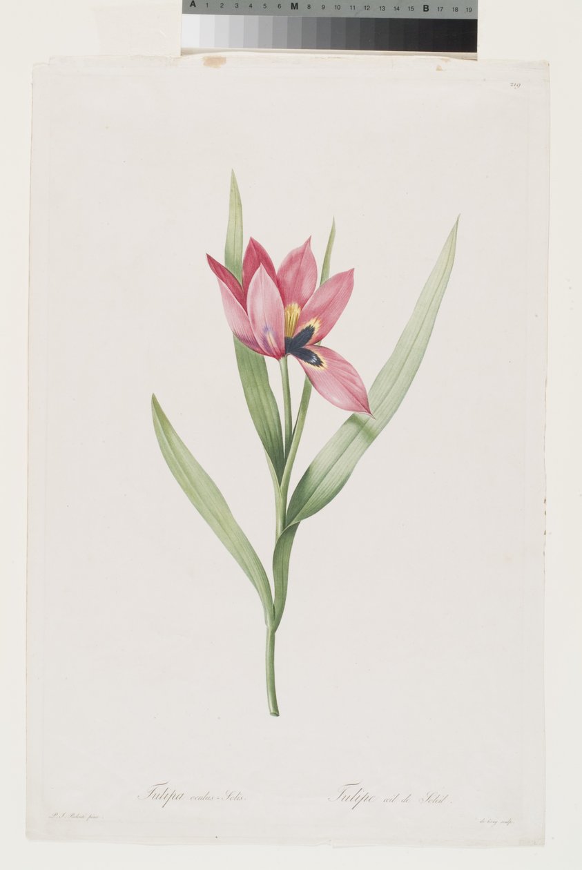Tulipan Oeil De Soleil af Pierre Joseph (after) Redoute