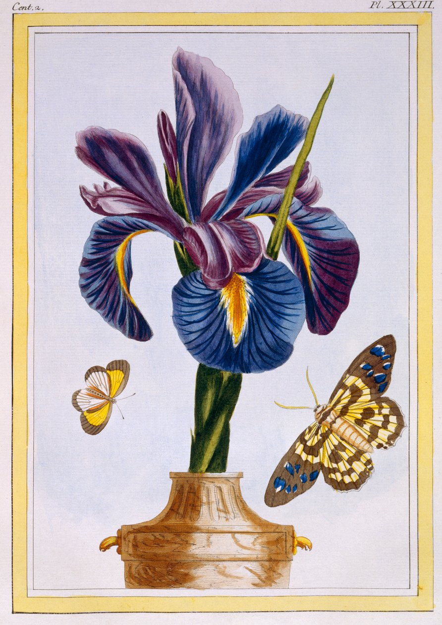 Almindelig iris med sommerfugle, pub. 1776. af Pierre Joseph Buchoz