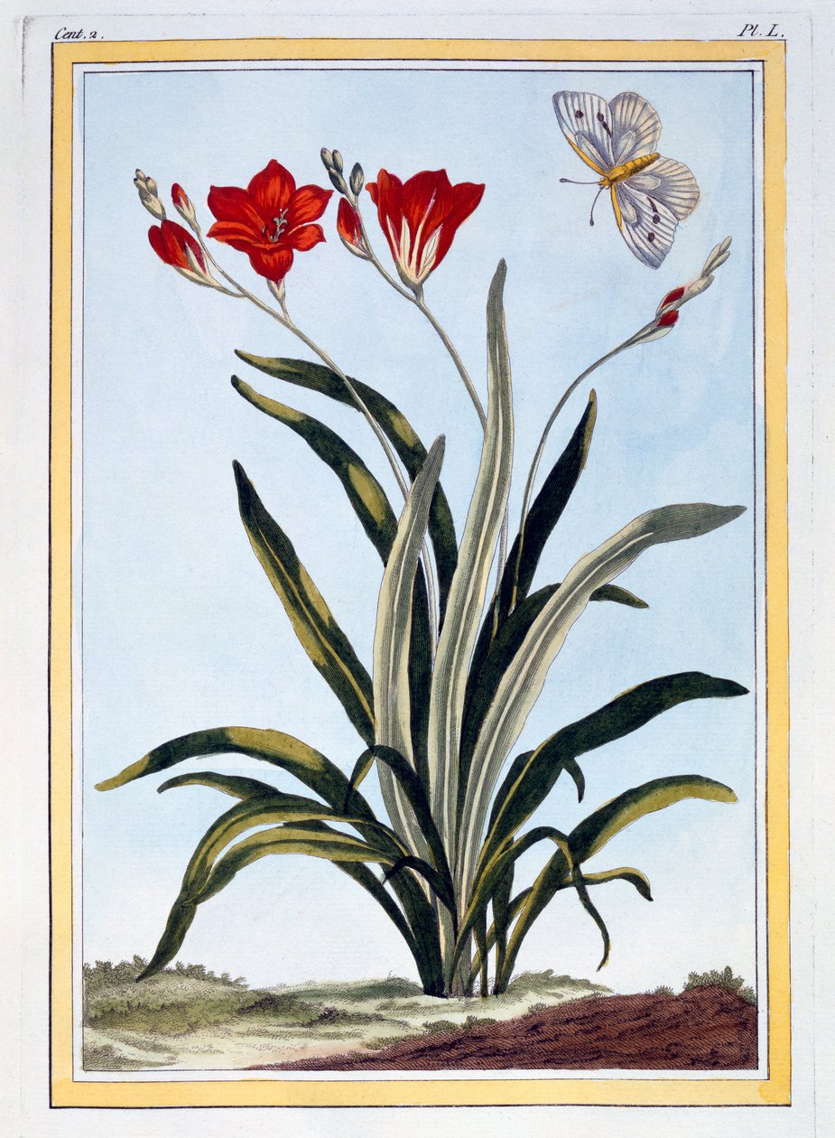 Cornlily, pub. 1776. af Pierre Joseph Buchoz