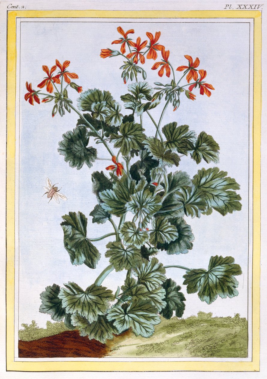 Cranesbill, pub. 1776. af Pierre Joseph Buchoz