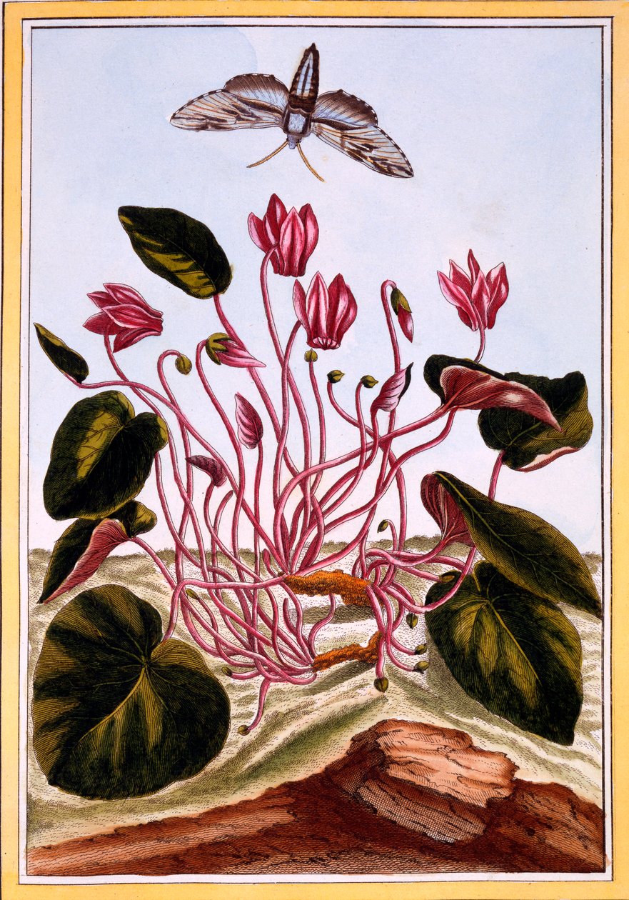 Cyclamen, pub. 1776. af Pierre Joseph Buchoz