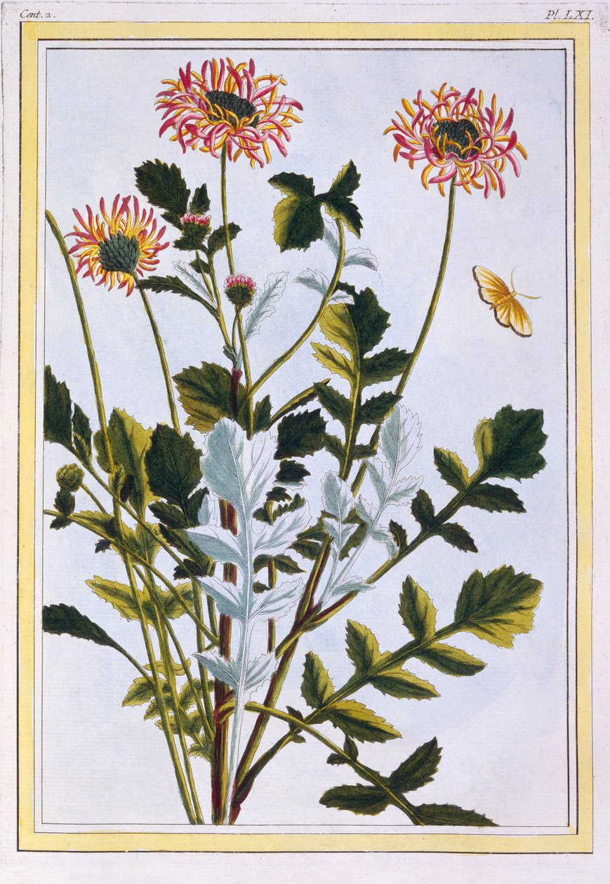 Etiopisk Arctotis African Daisy, pub. 1776. af Pierre Joseph Buchoz