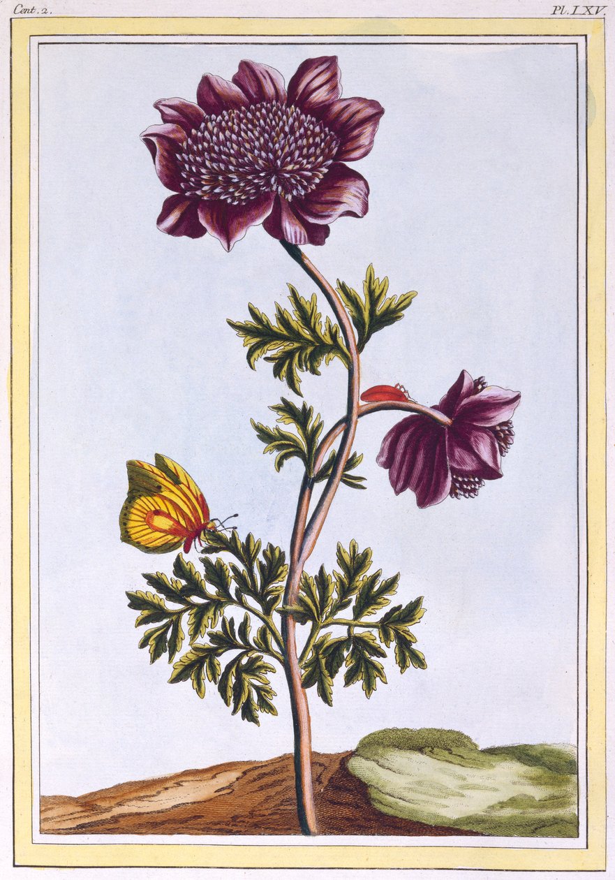 Garden Anenome Windflower, pub. 1776. af Pierre Joseph Buchoz