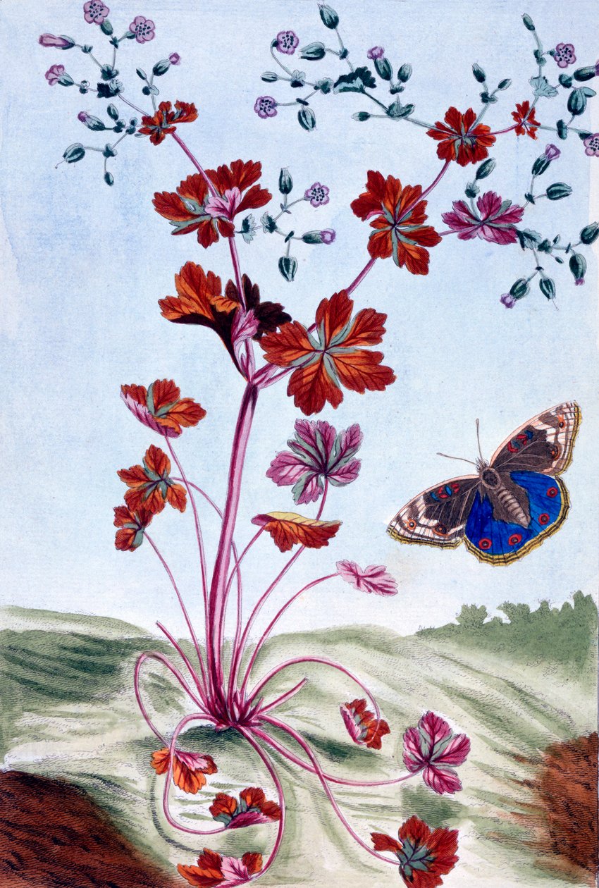 Glossy Cranesbill, pub. 1776. af Pierre Joseph Buchoz