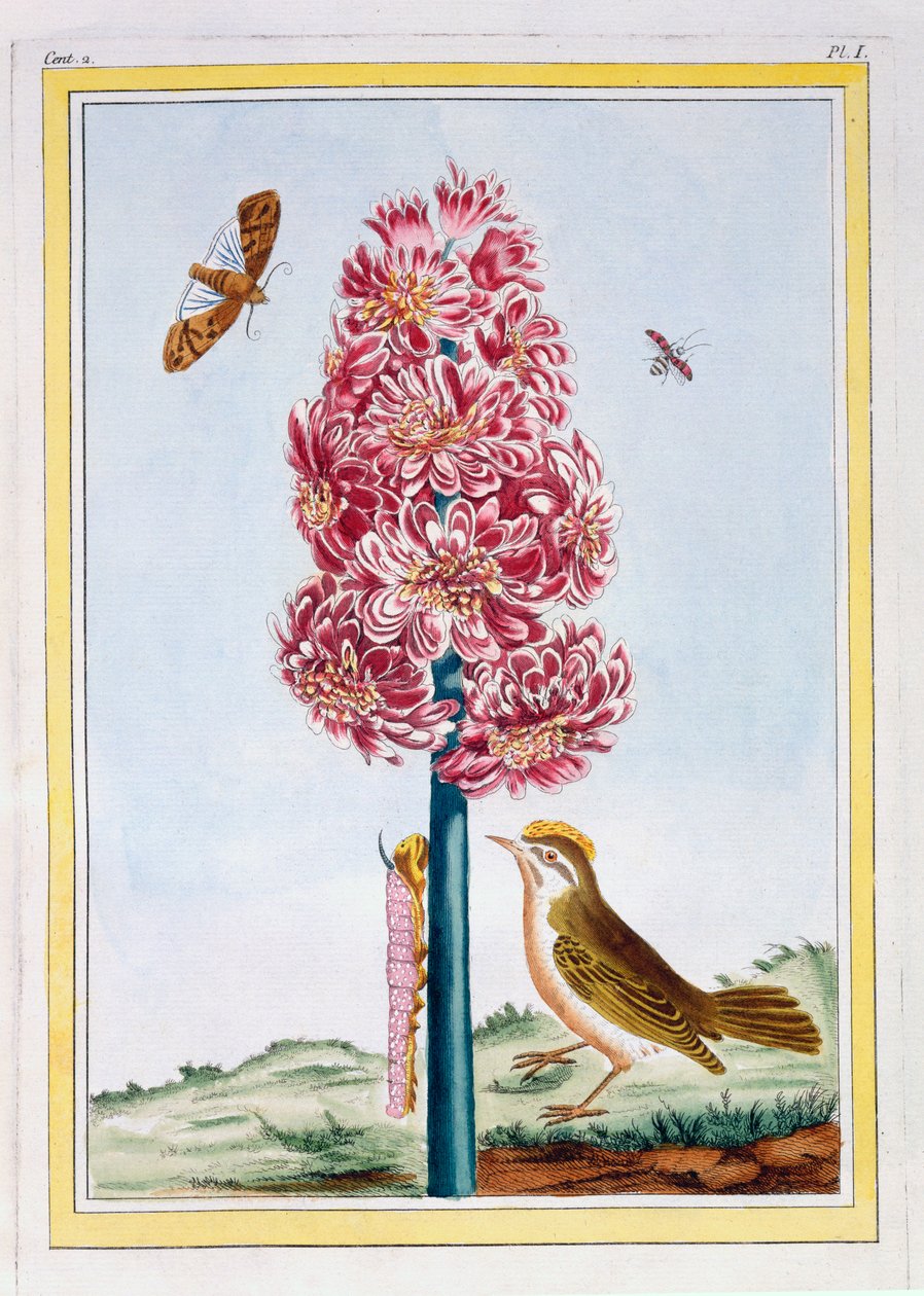 Hyacinth, pub. 1776. af Pierre Joseph Buchoz