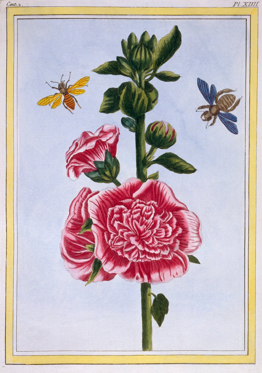 Passerose Stokrose, pub. 1776. af Pierre Joseph Buchoz