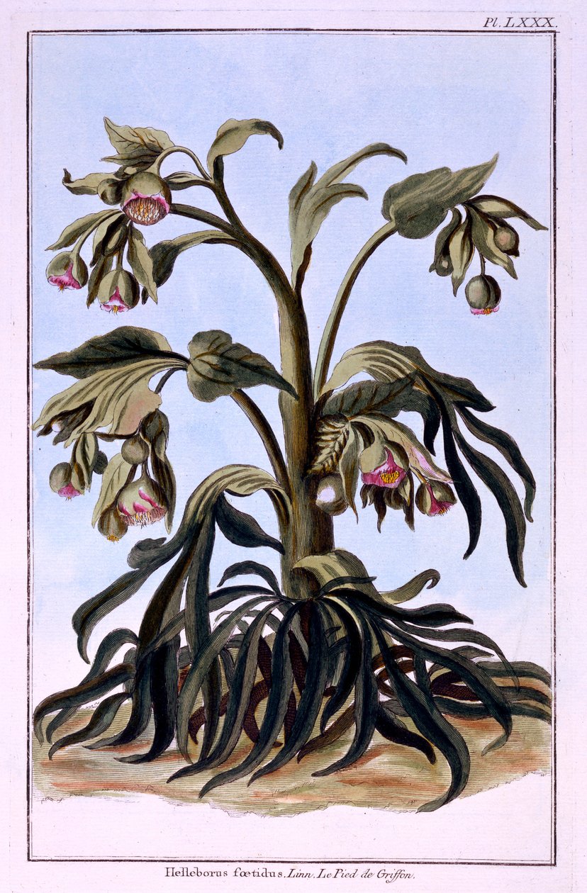 Stinkende Hellebore af Pierre Joseph Buchoz