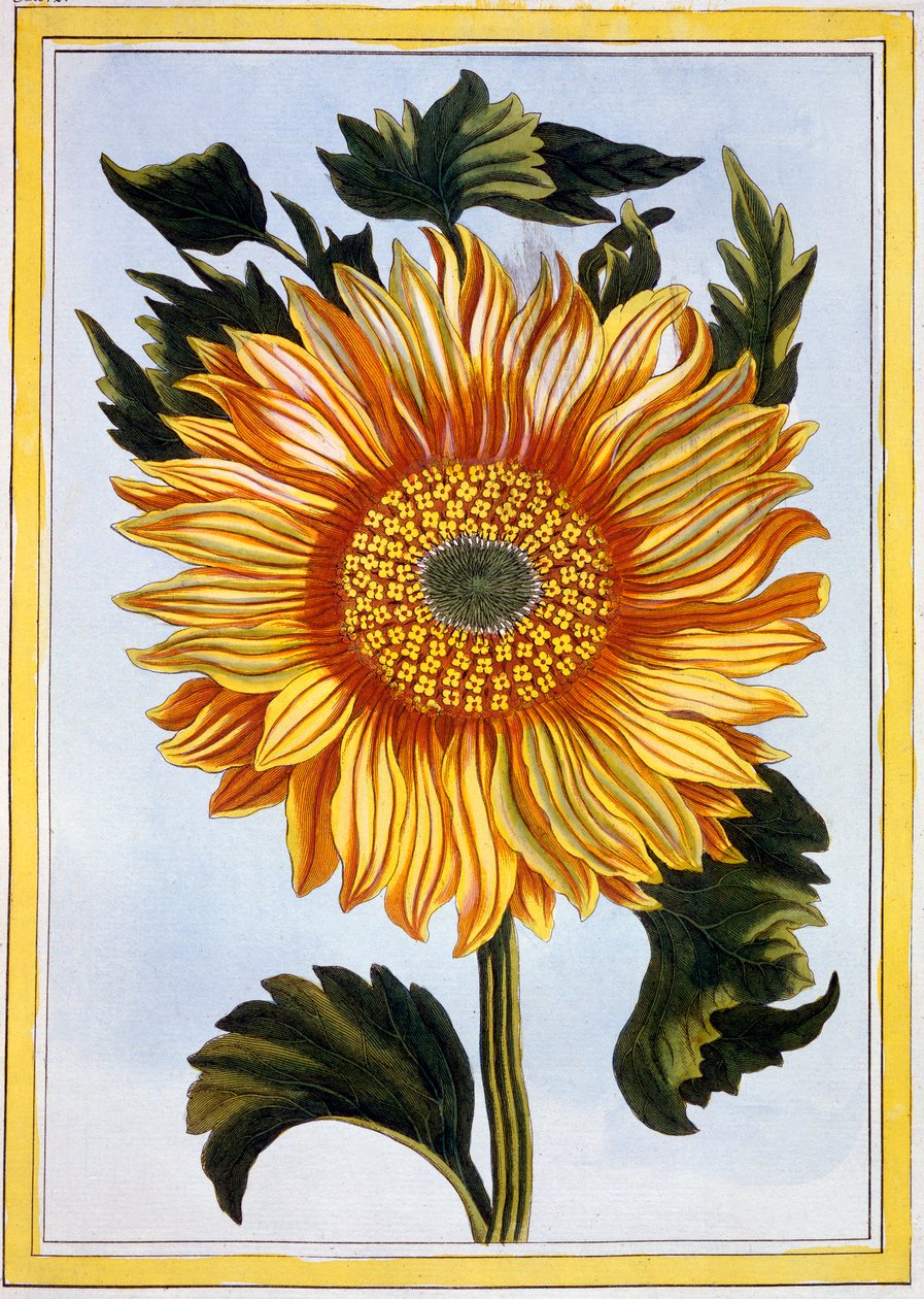 Solsikke, pub. 1776. af Pierre Joseph Buchoz