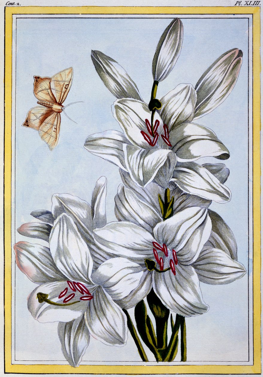 The Great White Lily, pub. 1776. af Pierre Joseph Buchoz