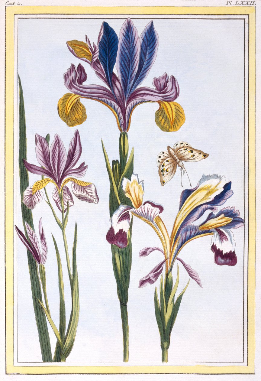 Broget Iris, pub. 1776. af Pierre Joseph Buchoz