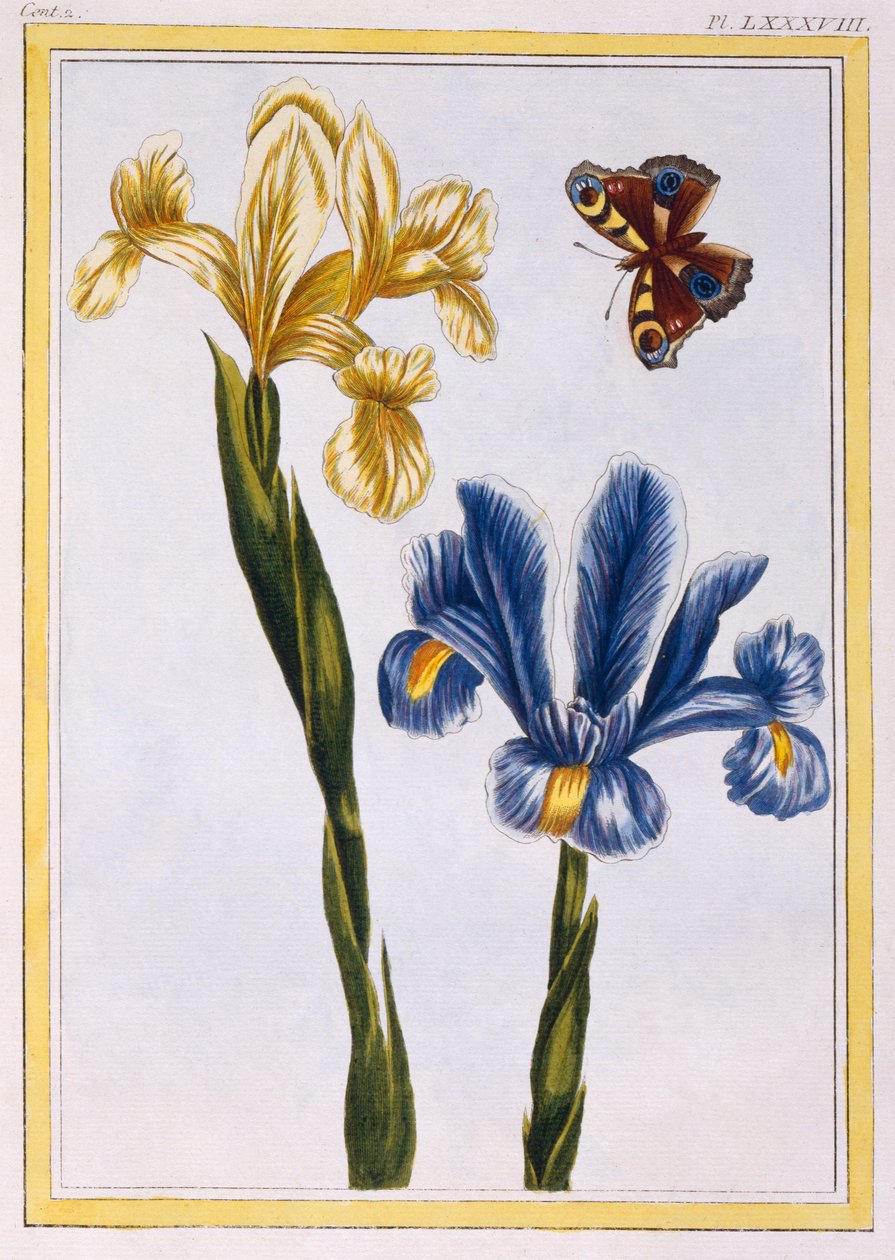Gule og violette iriser, pub. 1776. af Pierre Joseph Buchoz
