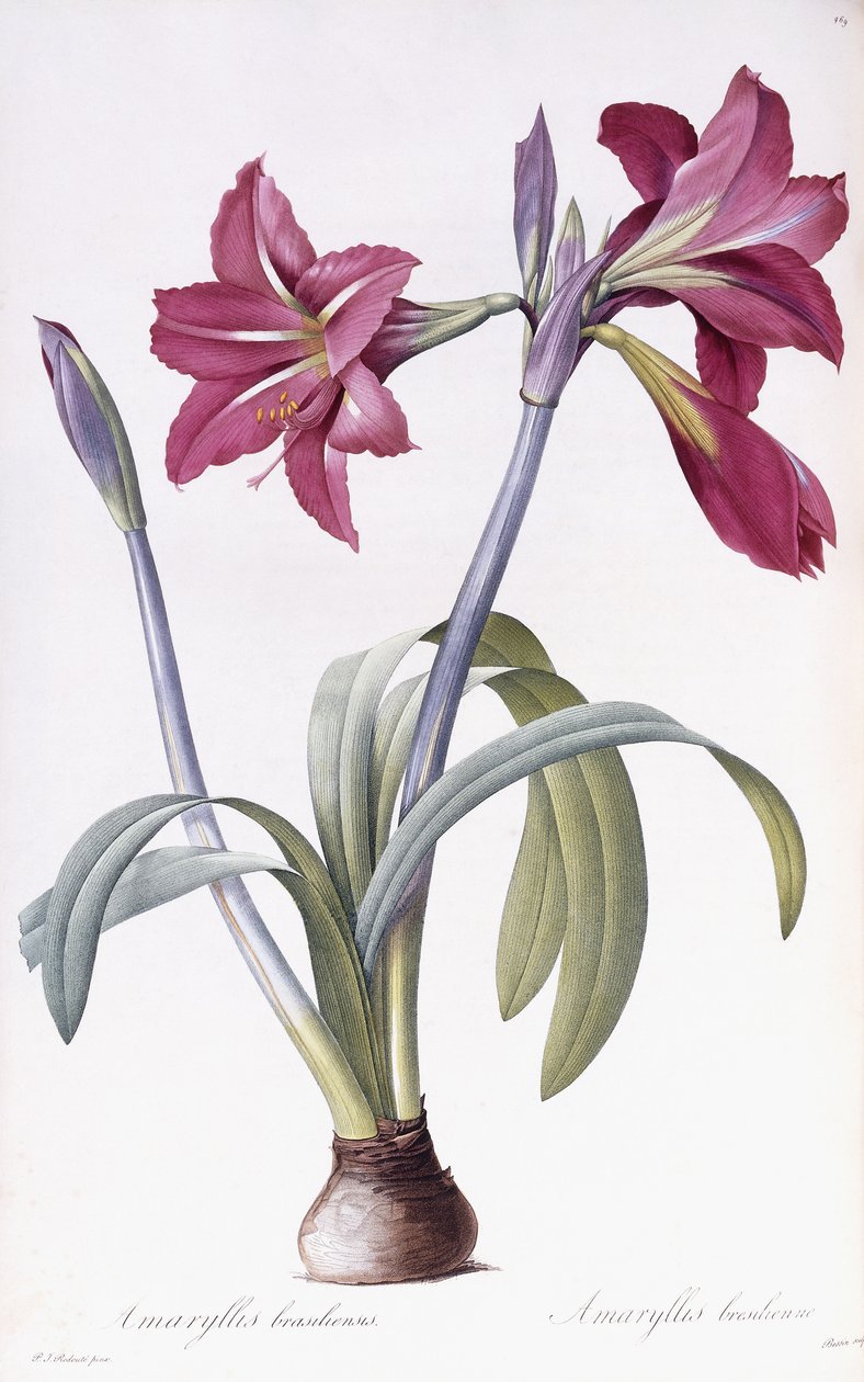 Amaryllis Brasiliensis af Pierre Joseph Redouté