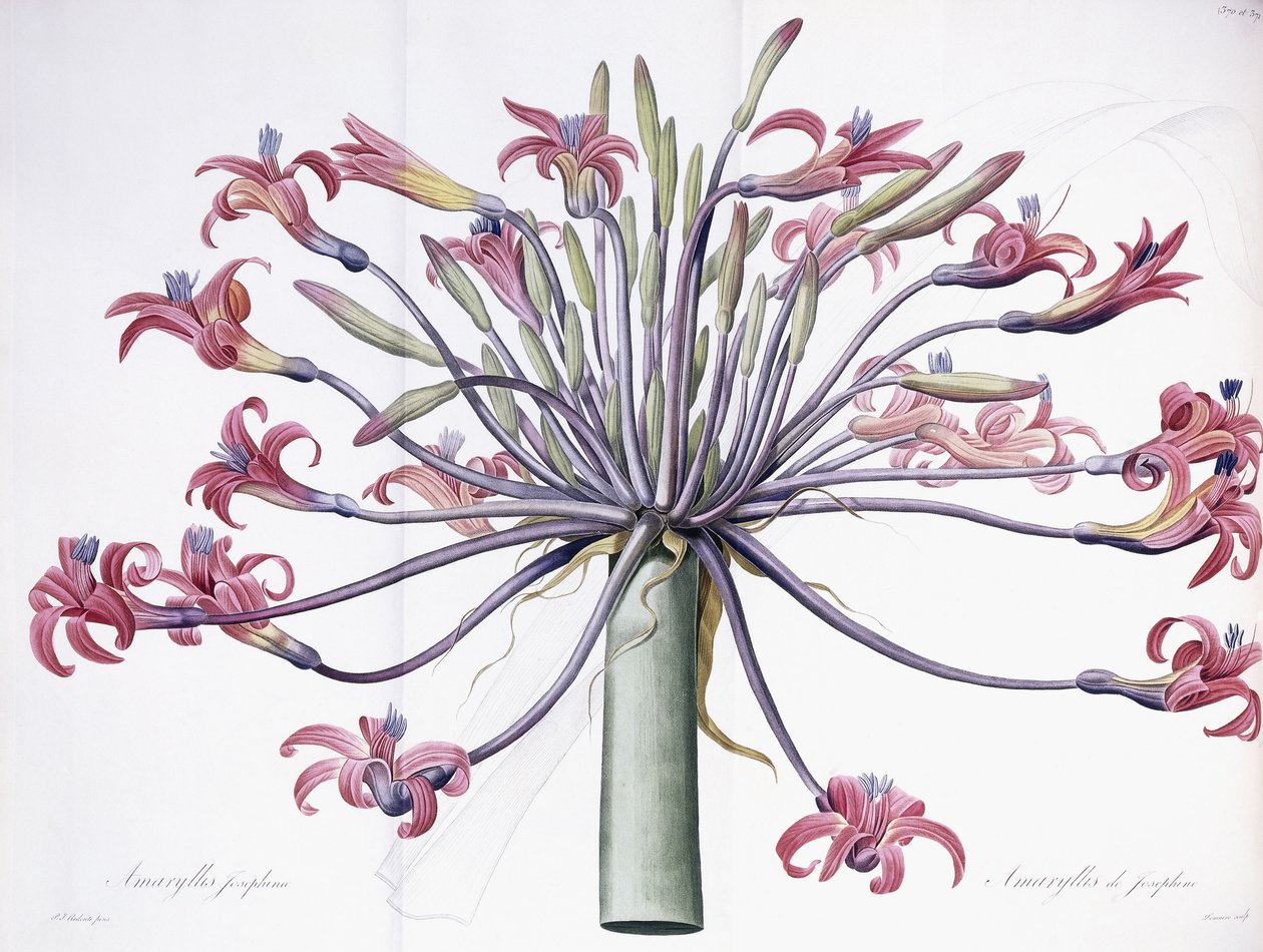 Amaryllis Josephina, 1802-1816 af Pierre Joseph Redouté