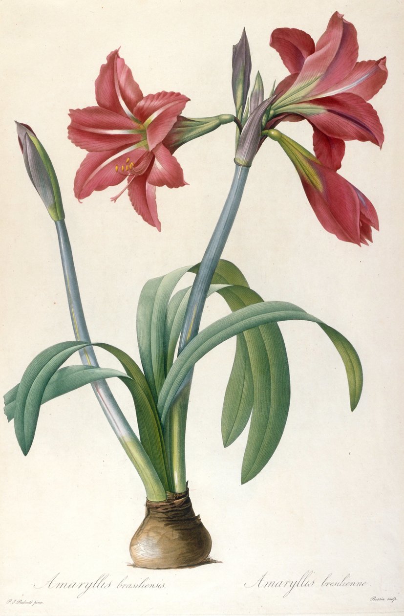 Amaryllis brasiliensis Brasiliansk amaryllis. af Pierre Joseph Redouté