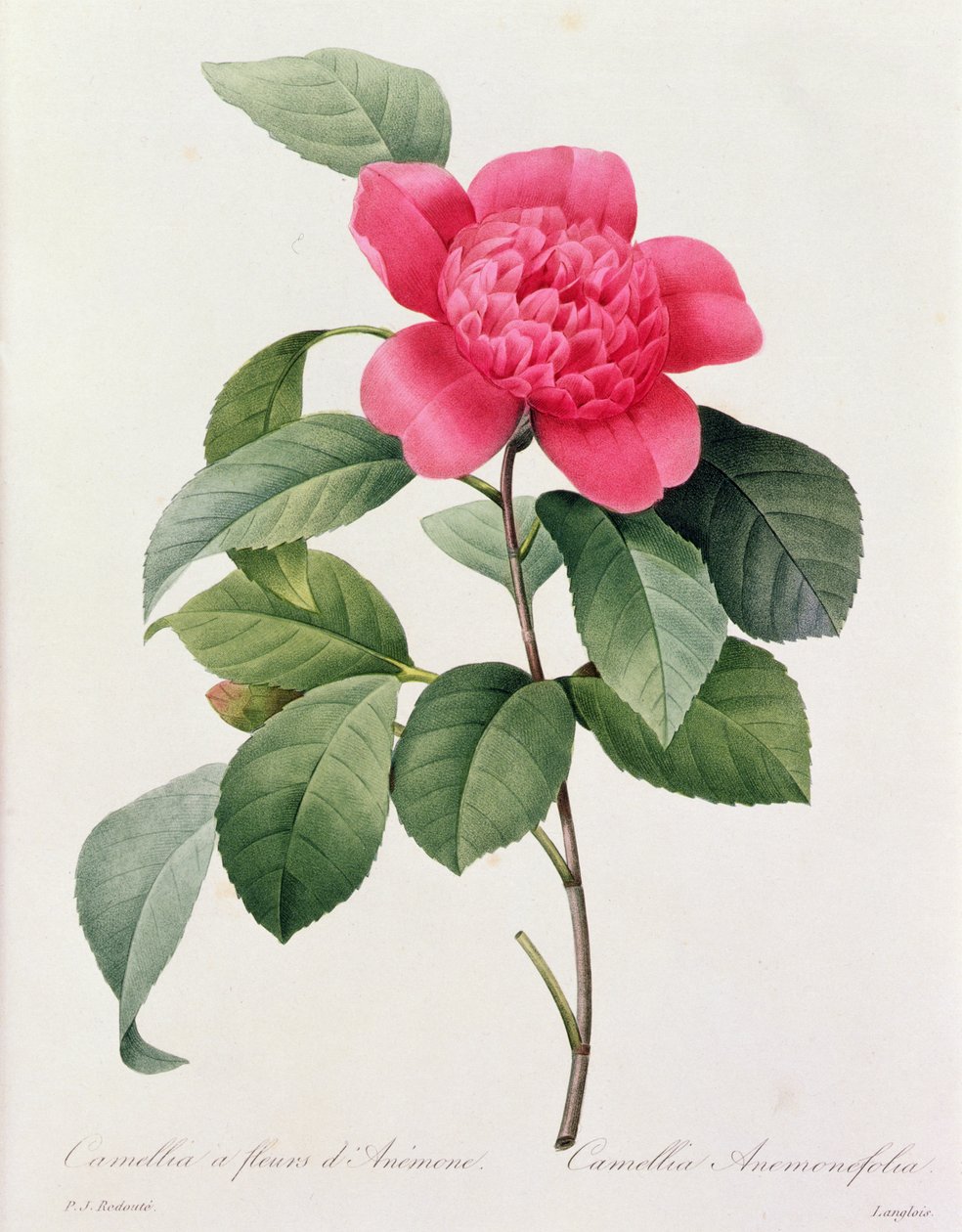 Camellia Anemonefolia (farvet gravering) af Pierre Joseph Redouté