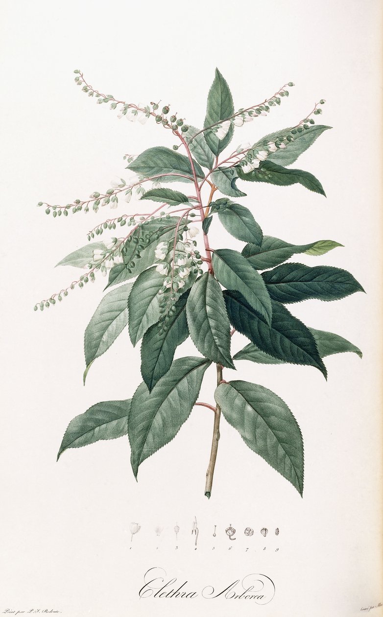 Clethra Arborea af Pierre Joseph Redouté