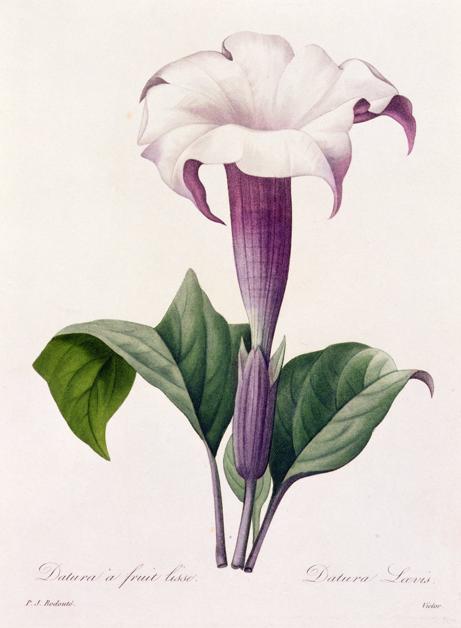 Dature Laevis (farvet gravering) af Pierre Joseph Redouté