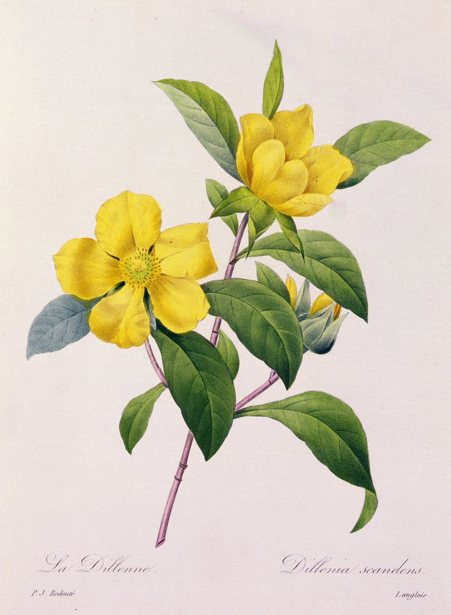 Dillenia Scandens (farvet gravering) af Pierre Joseph Redouté
