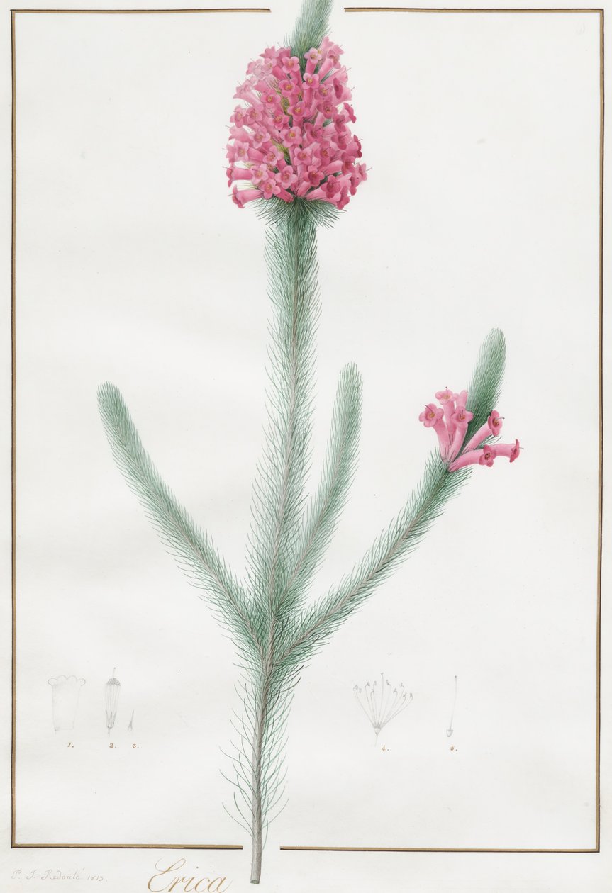 Erica Fulgida, 1813. af Pierre Joseph Redouté