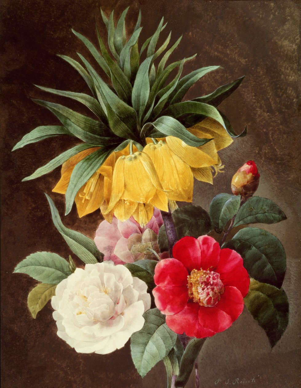 Eksotiske blomster af Pierre Joseph Redouté