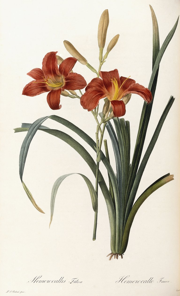 Hemerocallis Fulva - Hemerocallis Fauve af Pierre Joseph Redouté