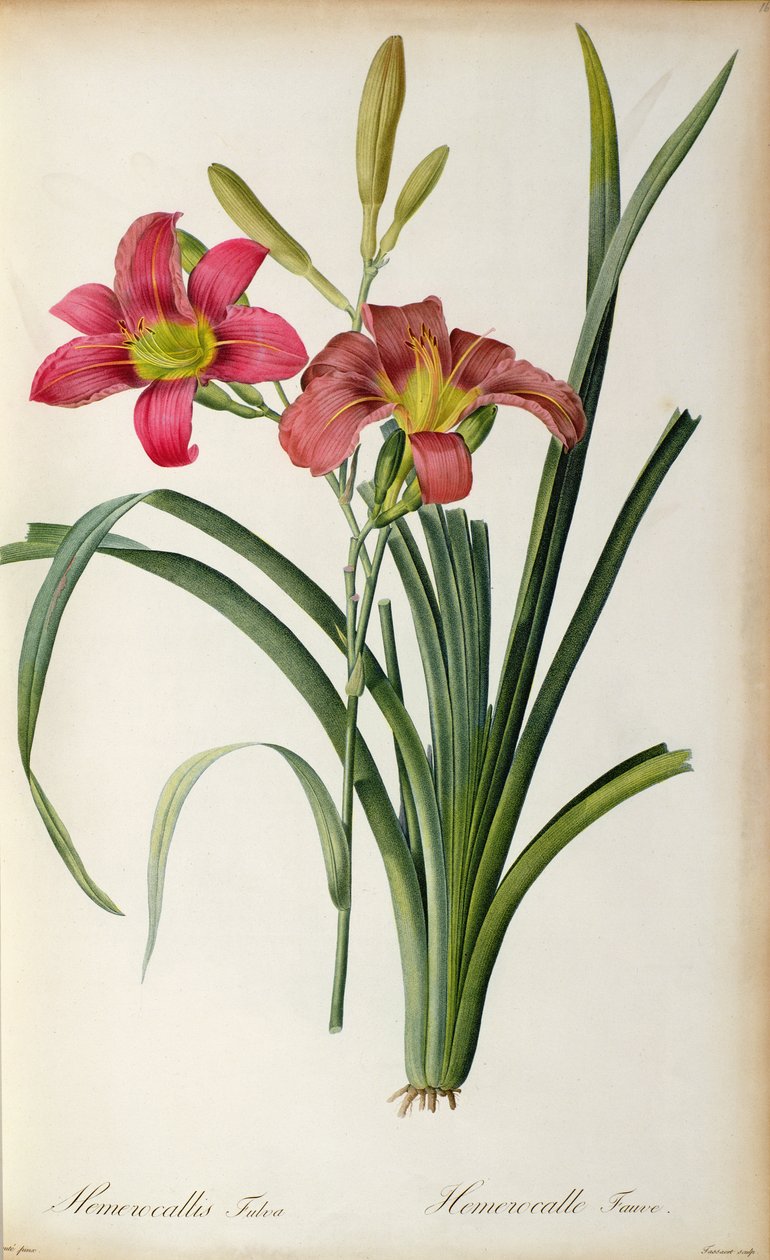 Hemerocallis fulva, fra `Les Liliacees