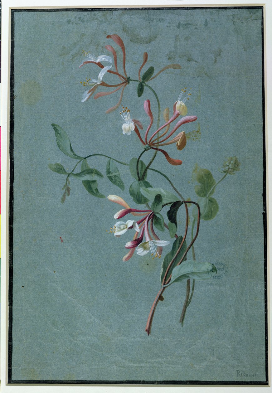 Honeysuckle (wc på blåt papir) af Pierre Joseph Redouté