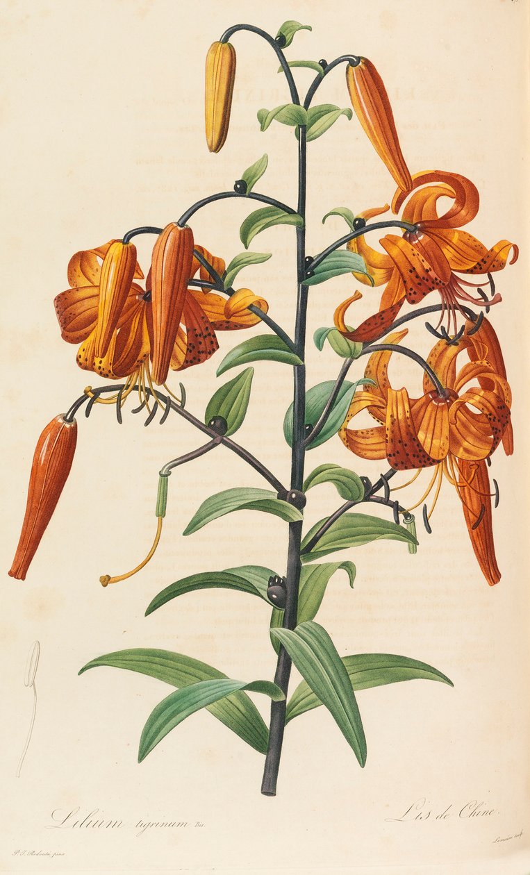 Liliaceae, 1804-1815. af Pierre Joseph Redouté