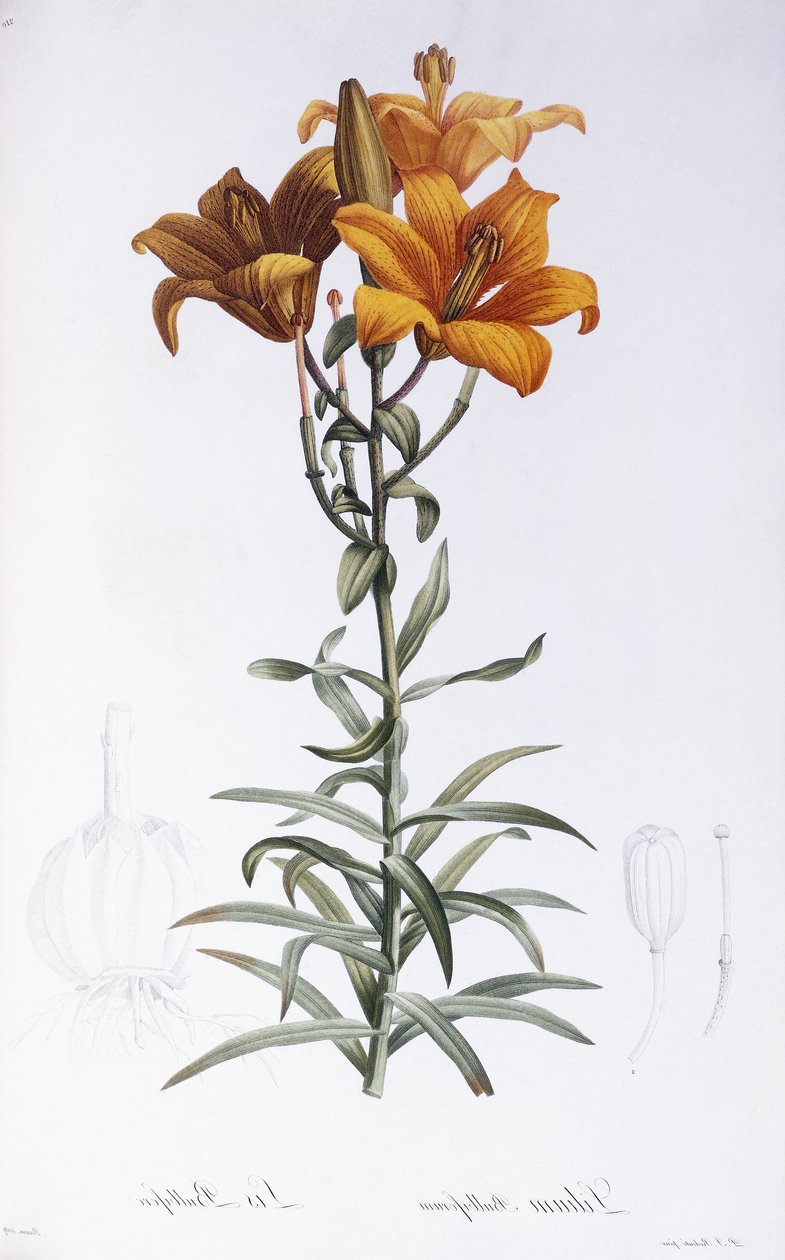 Lily Bulbiferum af Pierre Joseph Redouté