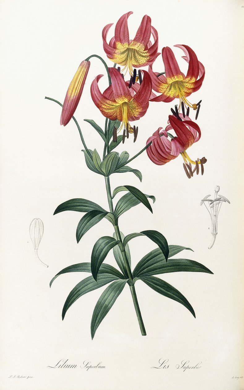 Lilium Superbus, 1805-1816 af Pierre Joseph Redouté