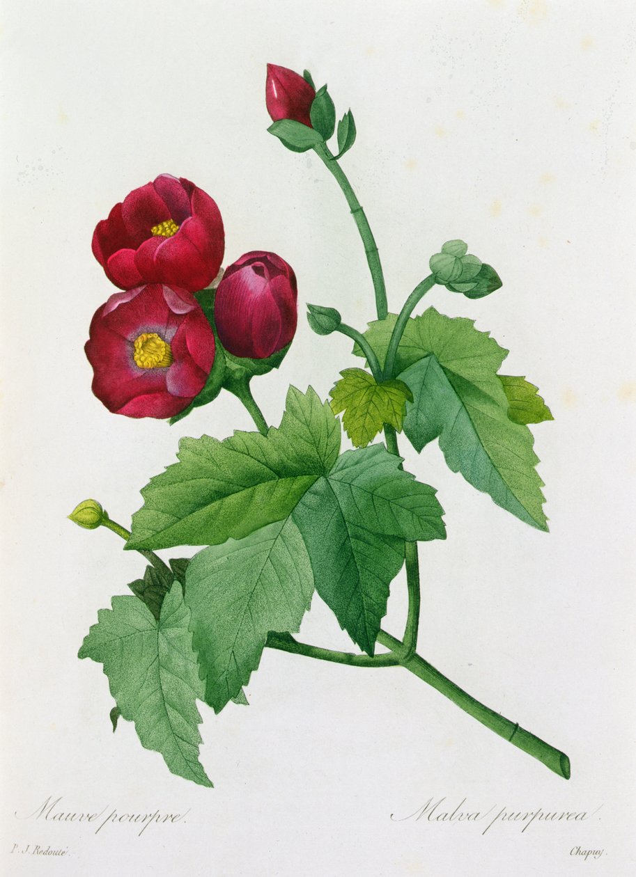 Malva Purpurea (farvet gravering) af Pierre Joseph Redouté