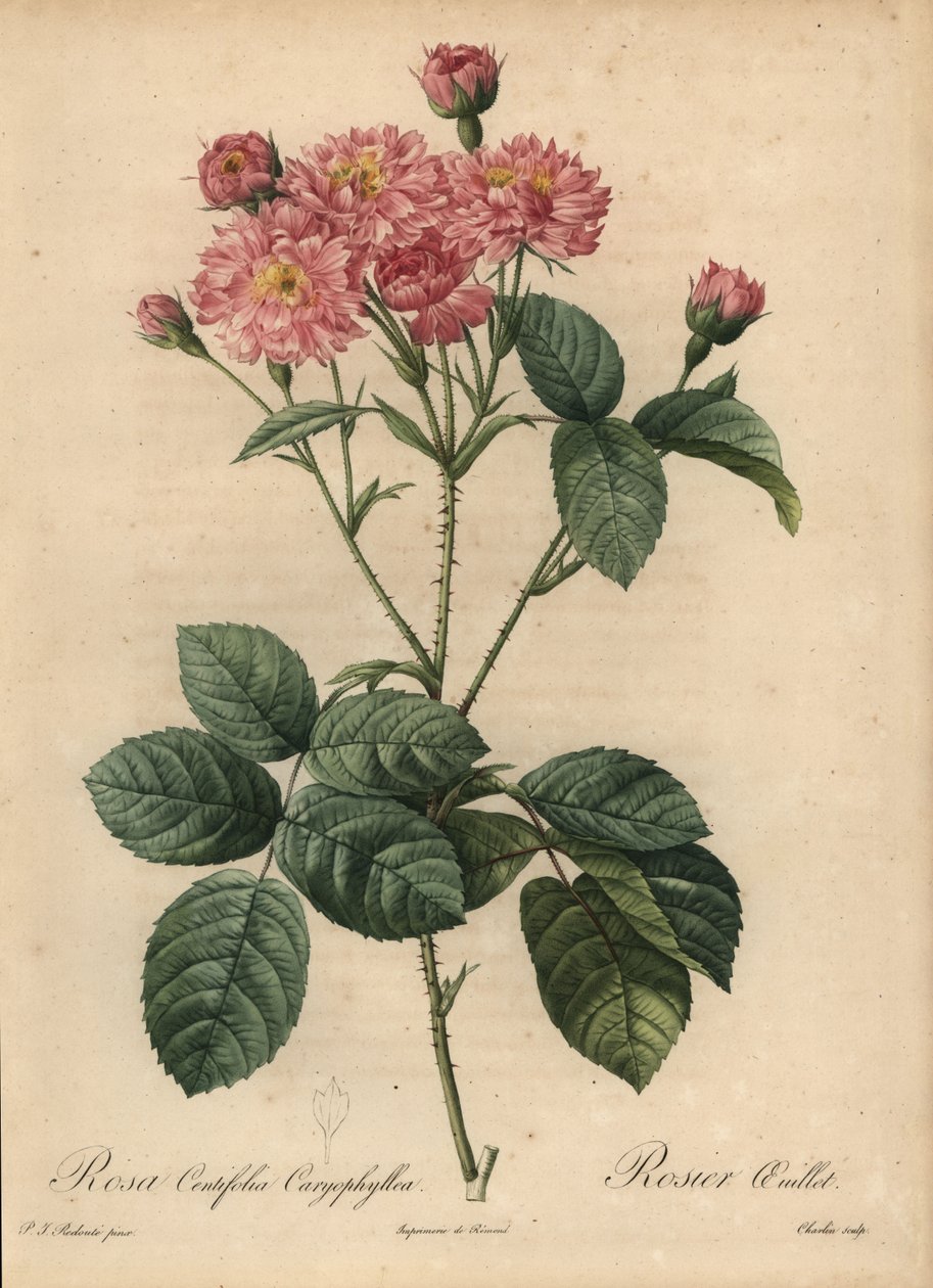 Lyserød nellike-kronbladskålrose, Rosa centifolia af Pierre Joseph Redouté