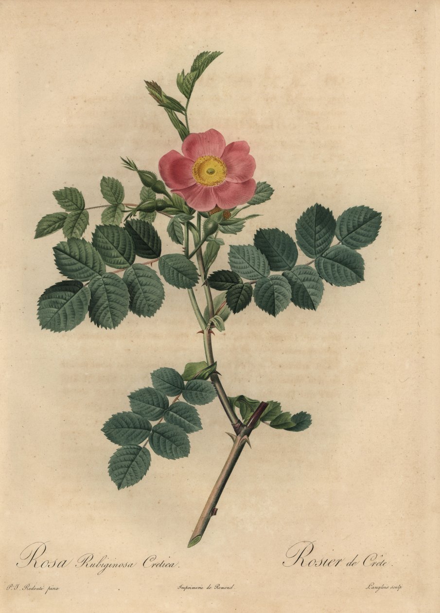 Pink sweetbriar rose, Rosa rustinosa af Pierre Joseph Redouté