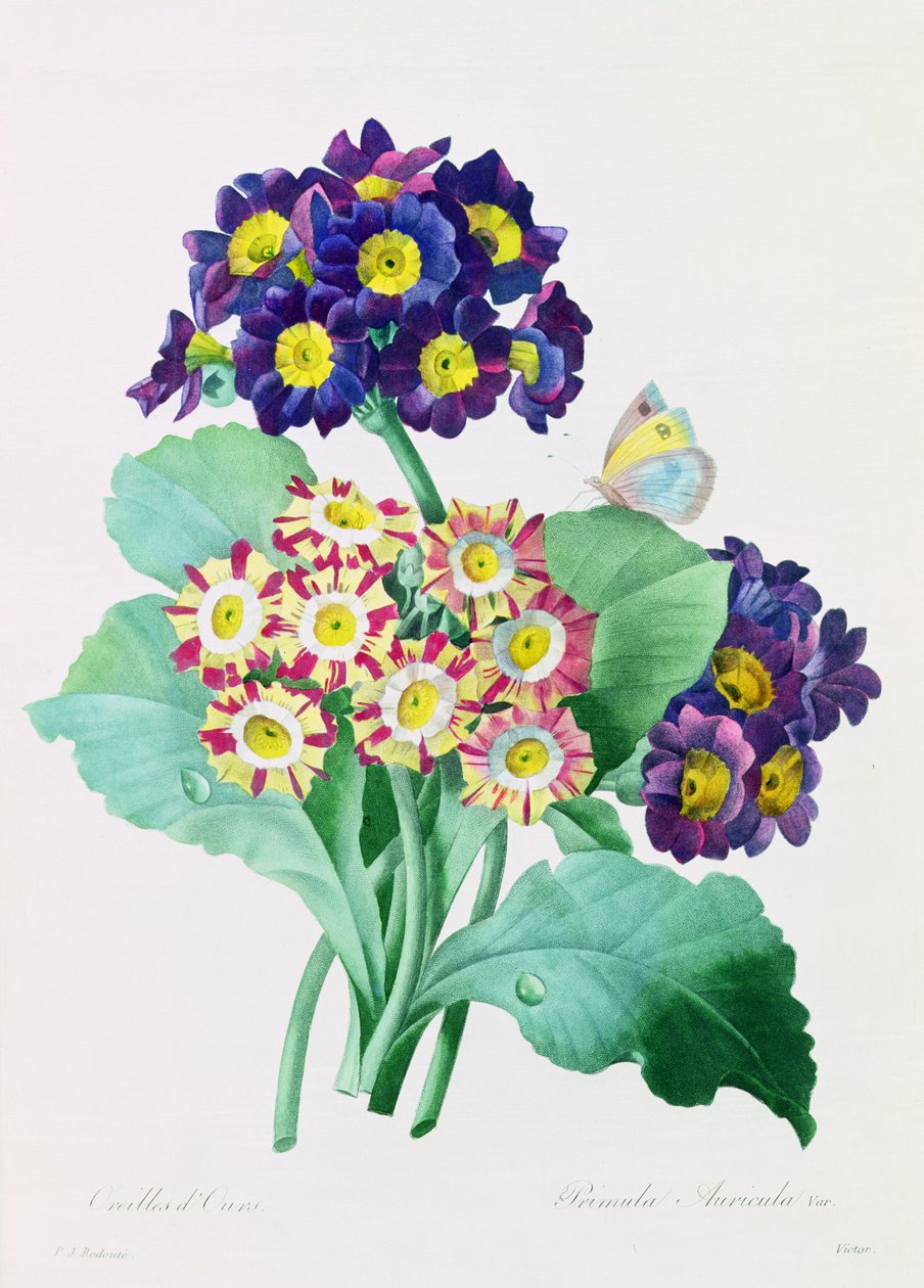 Primula Auricula (farvet gravering) af Pierre Joseph Redouté