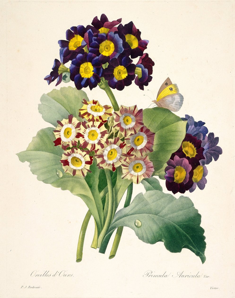 Primula auricula Primroser, 1827. af Pierre Joseph Redouté