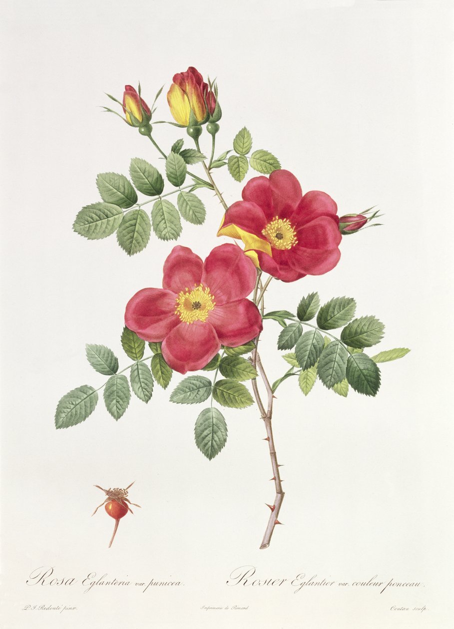 Rosa Eglantera Punicea af Pierre Joseph Redouté
