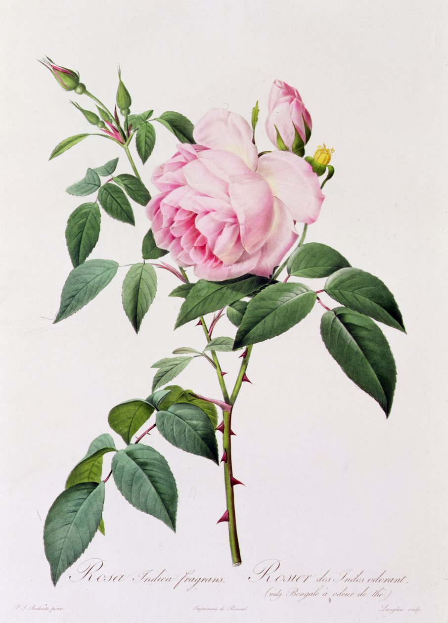 Rosa Indica Fragans (farvet gravering) af Pierre Joseph Redouté