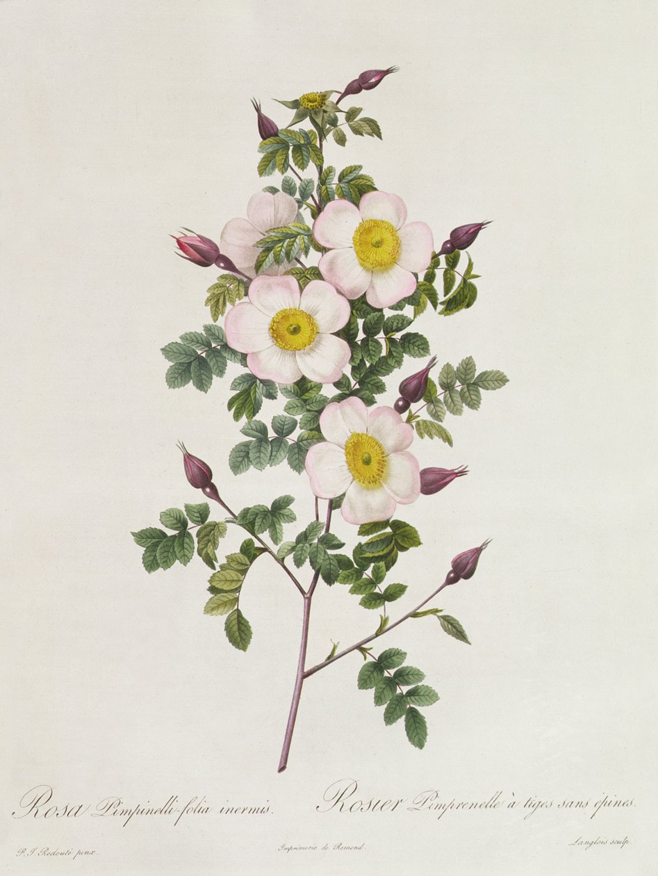Rosa Pimpinelli-Folia Inermis af Pierre Joseph Redouté