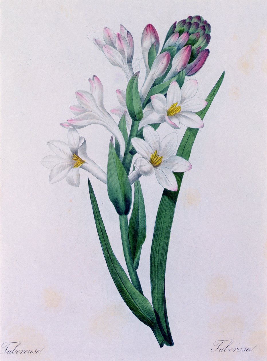 Tuberosa (farvet gravering) af Pierre Joseph Redouté